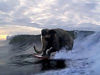 Surfing Elephant