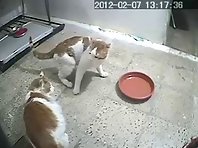 Cat fight between two identical cats