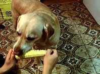 The corn eating CHAMP