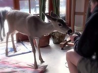 Deer eating banana