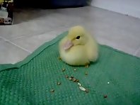 Baby Duck