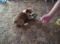 Cute Corgi Puppy