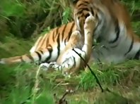 Cute Tiger Cubs with Mum! Funny Animals! Highland Wildlife Park.