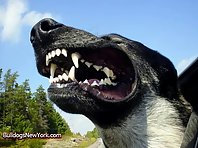 Dogs Feeling The Breeze!