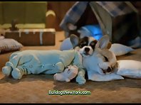 Cute Animals in PJ's