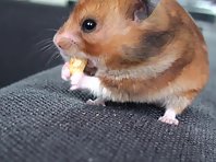 Hamster eating