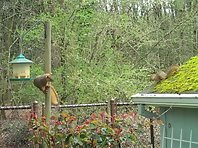 The Ninja Squirrel