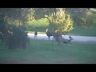 Deer playing at United States Air Force Academy