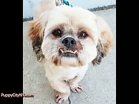 Dogs With an Underbite