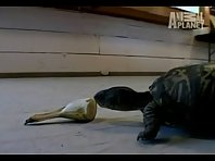 Turtle Eating a Banana