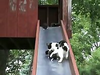 Cute kittens on a slide