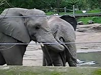 Elephant Eats Poop