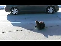 Beaver on the Highway