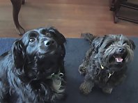 Bad Dog and Shy Dog Have a Play Date
