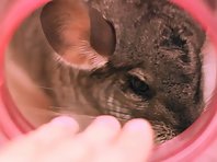 Chinchilla, first bath