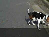 Bark the Vote with Sonic the Crazy Beagle