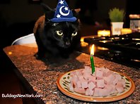 Pets Celebrating Their Birthday