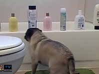 Animal Jerks - Pug