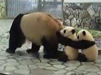 Twin Pandas