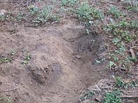 funny 3 legged dog digs trench