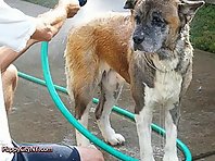 It's Dog Bath Time!