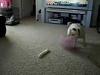 Pug Vs. Beach Ball