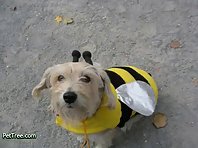 Pets Dressed As Other Animals