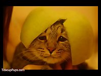 Cats Wearing Fruit Helmets