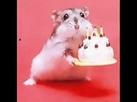 Cute hamster dance