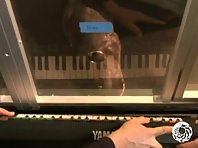 Otter playing the piano