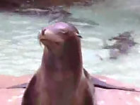 Sea World - Funny Animals