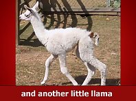 Llama Song