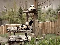 Panda doing Yoga