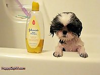 Pets Taking a Bath in the Tub!