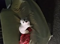 Pillow blowout
