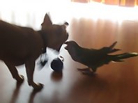 Chihuahua and Parrot fighting over a dog treat.