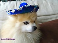 Cinco De Mayo Dogs!