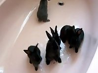 Bunnies in the Bath
