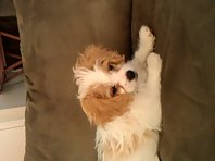 Averie the Cavachon watching cartoons!