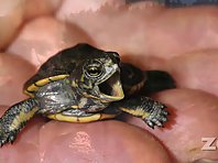 Releasing turtles