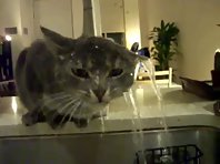 Cat Shower