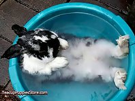 Bunnies Taking a Bath