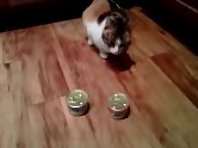 Smarty Cat - Cat Picks Her Own Food