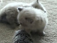 Kittens