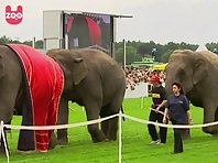 Elephant Race