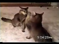 Funny Cats_2