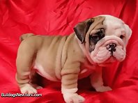 English Bulldog Puppies