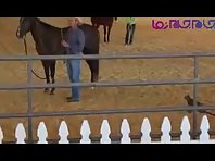 Cat attacks a horse