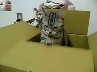 Serious Cat Sends An S.O.S.!