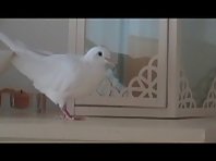 Angel The Dancing Dove